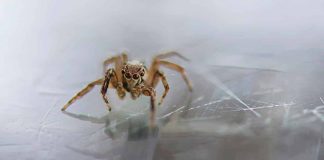 Une arachnologue explique pourquoi il ne faut pas tuer les araignées