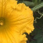 Le grand réveil. L’alliance joue ses cartes. La cabale panique.