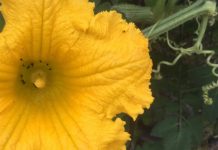 Le grand réveil. L’alliance joue ses cartes. La cabale panique.