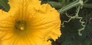 Le grand réveil. L’alliance joue ses cartes. La cabale panique.