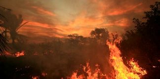 Brésil Incendies en Amazonie : l’inquiétude est mondiale