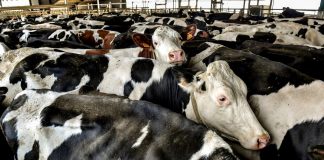 TRIBUNE. “Nous ne voulons plus de ce système ennemi de l’intérêt général” : près de 200 personnalités réclament la fin de l’élevage intensif