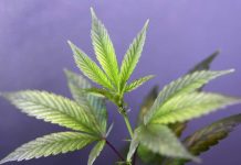 Une partie de la Loi québécoise sur le cannabis invalidée par la Cour supérieure