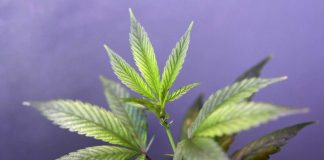 Une partie de la Loi québécoise sur le cannabis invalidée par la Cour supérieure