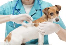 La vérité sur les vaccins pour animaux de compagnie
