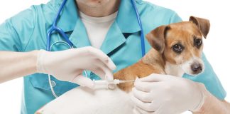 La vérité sur les vaccins pour animaux de compagnie