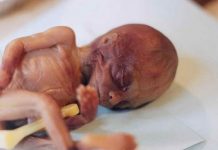 Cultures de foetus dans l’agroalimentaire : nous sommes tous cannibales, à l’insu de notre plein gré!