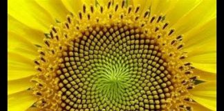 Journal d’un alchimiste, géométrie sacrée et journal quotidien