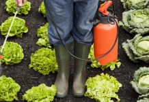 Heureux ceux qui ont un jardin !