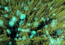 « L’intelligence des arbres » : un film qui révèle la vie secrète des forêts