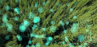 « L’intelligence des arbres » : un film qui révèle la vie secrète des forêts