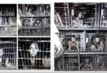 2100 enfants en cage libérés et sauvés par les Marines et les Navy Seals des bases souterraines appartenant à DeepState en Californie !