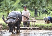 Cambodge : 80 paysans attaquent le groupe Bolloré pour sauver leur forêt