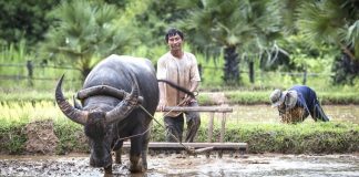 Cambodge : 80 paysans attaquent le groupe Bolloré pour sauver leur forêt