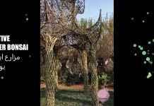 Création de Jardin Bonzai, magnifique, absolument génial !