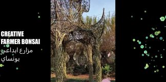 Création de Jardin Bonzai, magnifique, absolument génial !