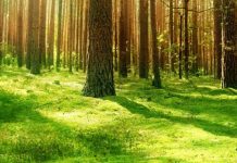 Un secret pour connecter sa vraie nature en foret