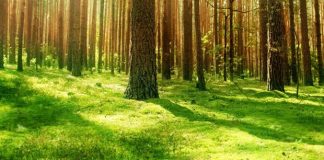 Un secret pour connecter sa vraie nature en foret