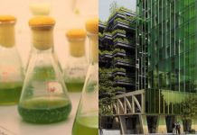 Bientôt des façades en micro-algues pour dépolluer les villes ?