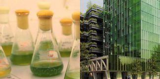 Bientôt des façades en micro-algues pour dépolluer les villes ?