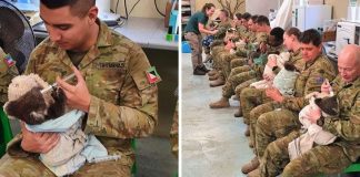 Des militaires australiens prennent soin des koalas