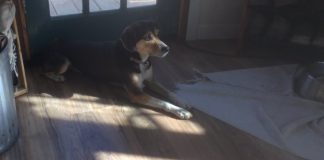 Tonton cricri vous parle des Amériques. Donald contre les autres