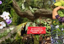 Les Effets Antidépresseurs de l’Ayahuasca