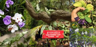 Les Effets Antidépresseurs de l’Ayahuasca