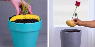 12 conseils de jardinage pour la maison