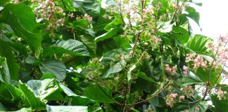 Chloroquine : une molécule d’origine naturelle que l’on doit aux arbres