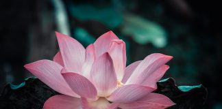 Méditation guidée : Lâcher prise