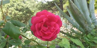 Il n’y a aucune condition à la Joie et au Bonheur