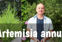 Armoise annuelle (Artemisia annua) : malaria et cancer