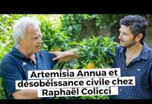 Artemisia Annua et désobéissance civile chez Raphaël Colicci