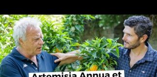 Artemisia Annua et désobéissance civile chez Raphaël Colicci