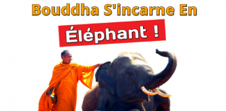 La Fois Où Bouddha S’incarna En Éléphant – Une Histoire Touchante