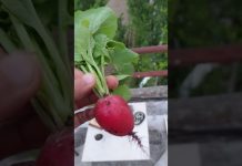 Premier légume du jardin