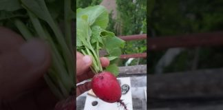 Premier légume du jardin