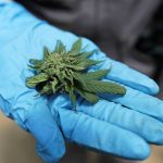 Cannabis. Une vingtaine d’élus de tous bords réclament la « légalisation »