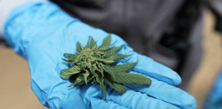 Cannabis. Une vingtaine d’élus de tous bords réclament la « légalisation »