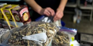 L’Oregon va de l’avant avec un vote public pour légaliser les champignons psilocybine