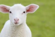 Il n’y a aucune cruauté en Dieu ni aucune en moi.