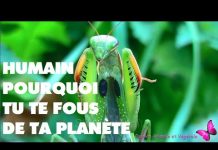 Le message de la nature, Humain, pourquoi tu ne respectes pas ta planète ta maison ?