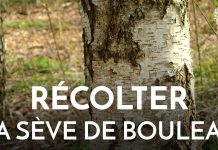 Récolter la sève de bouleau