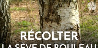 Récolter la sève de bouleau