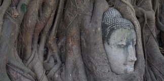 Mémoires d’âmes et Vasanas – Le dernier lien à Maya