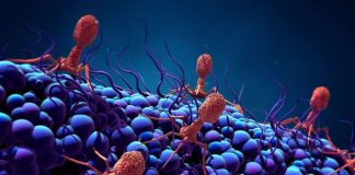 Les scientifiques trouvent des preuves de la présence de micro-organismes mangeurs de virus