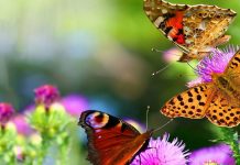 Choisissez la fréquence de la Joie pour influencer la grille énergétique terrestre positivement