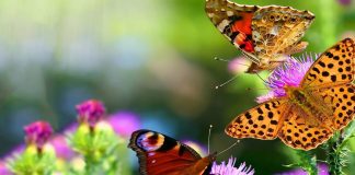 Choisissez la fréquence de la Joie pour influencer la grille énergétique terrestre positivement