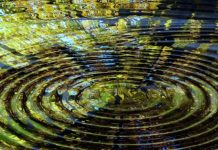 Le Libre Arbitre. “Comment vivre La Loi Une”